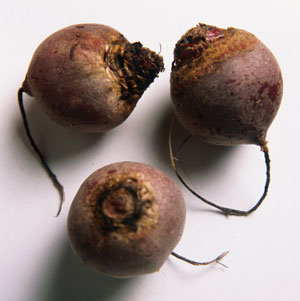 beets.jpg